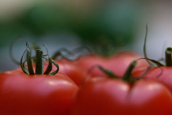 Tomatoes unfit for sale in supermarkets 'could be turned into major source of green energy'
